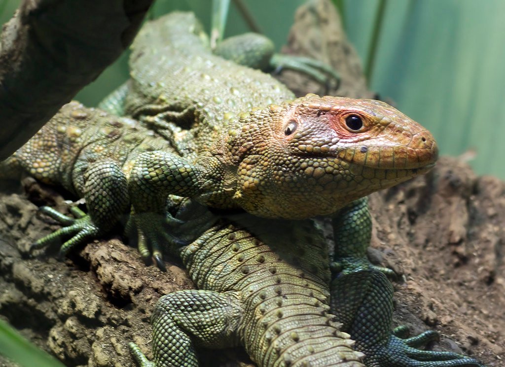 Masters of Aquatic Locomotion (image credits: flickr)