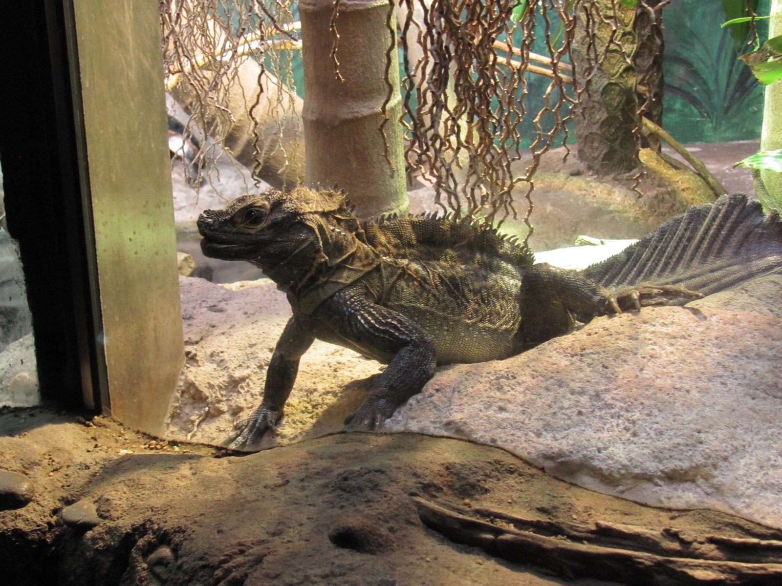 Social Dynamics and Territorial Behavior (image credits: wikimedia)