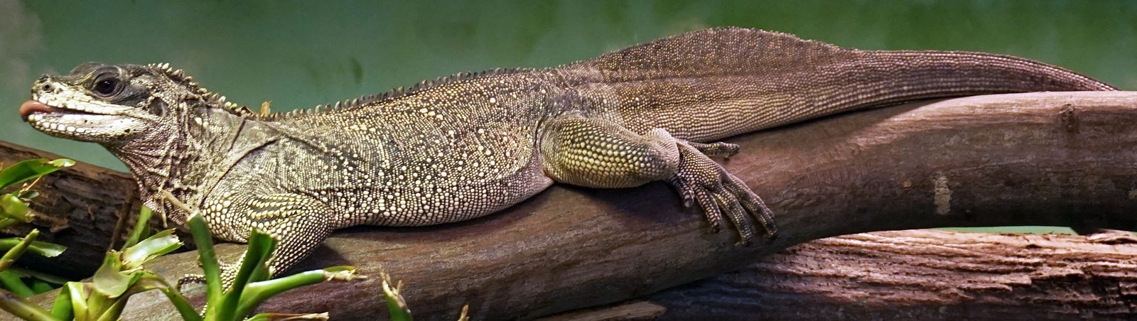 Reproductive Mysteries and Mating Rituals (image credits: By kulmalukko, CC BY-SA 3.0, https://commons.wikimedia.org/w/index.php?curid=61894688)