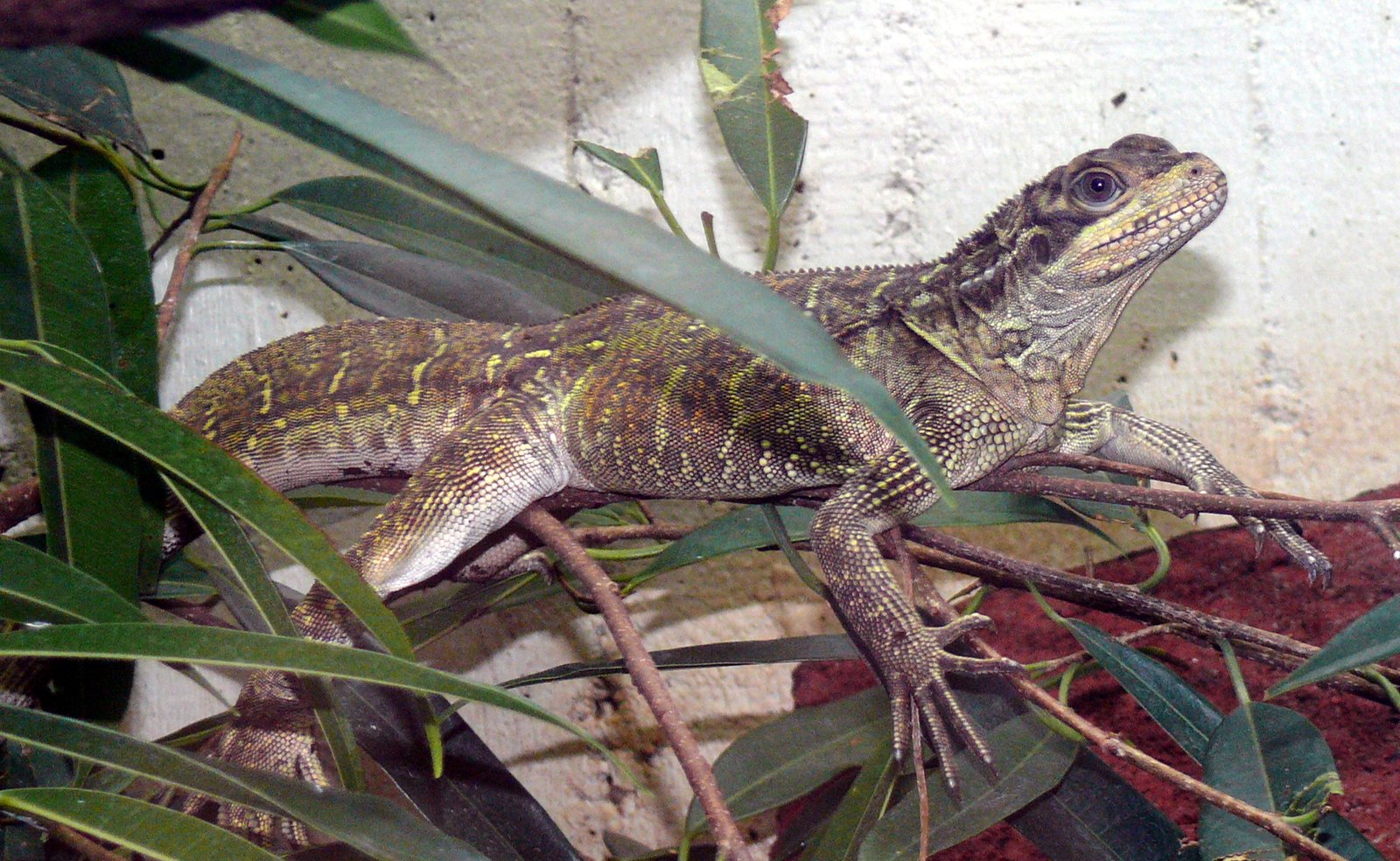 Adaptations That Amaze Scientists (image credits: wikimedia)