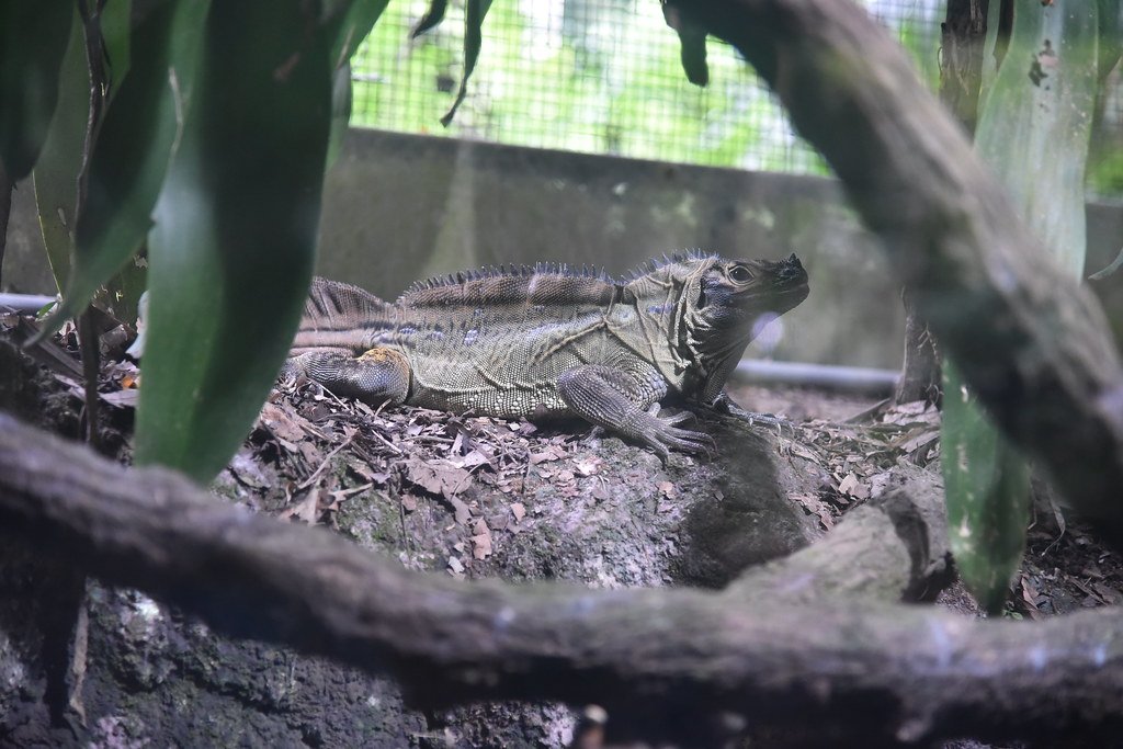 The Role of Hydrosaurus in Local Ecosystems (image credits: flickr)