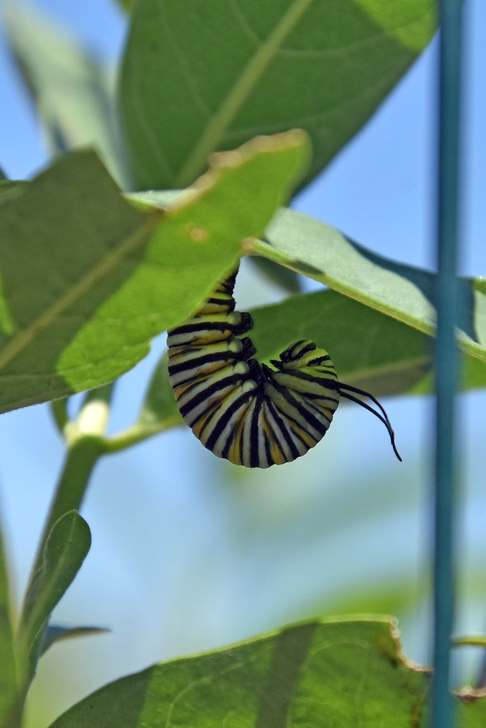 What Goes Wrong When Metamorphosis Fails (image credits: flickr)