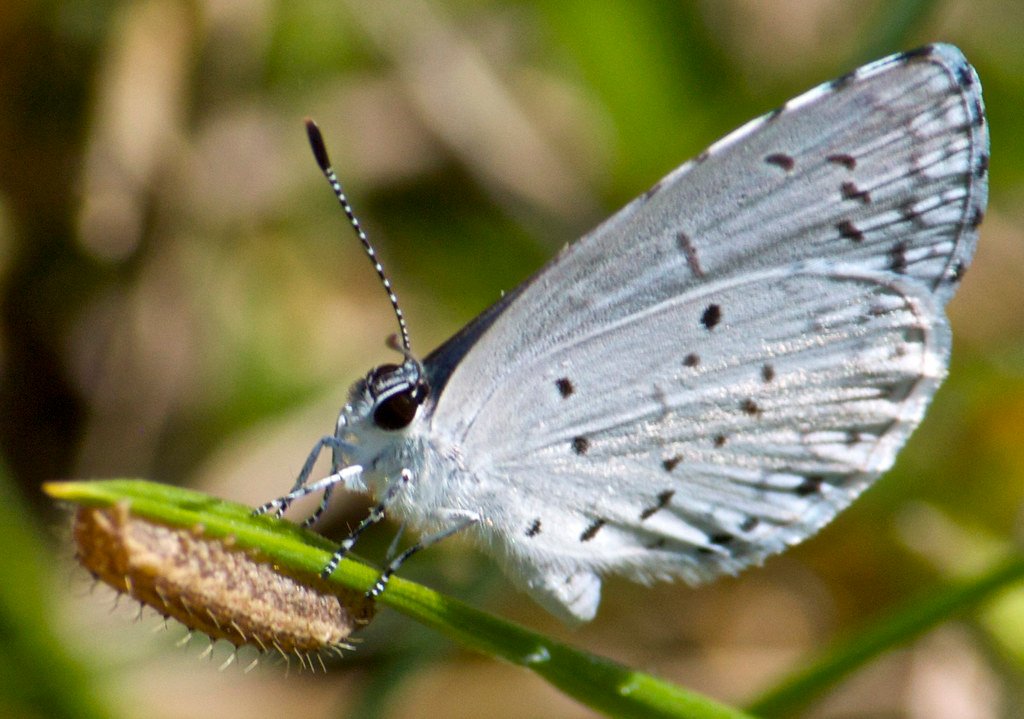 The Future of Metamorphosis Research (image credits: flickr)