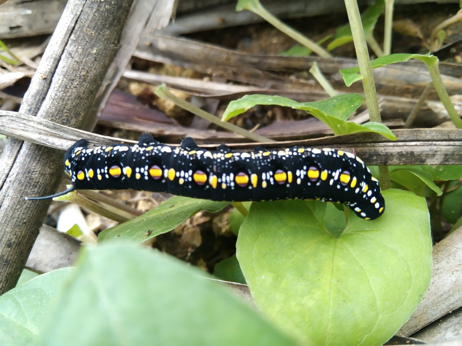 Caterpillars That Turn Into Goo Before Becoming Butterflies