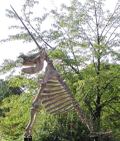 The Impossible Anatomy That Fooled Europe (image credits: By Wilfried Wittkowsky, CC BY-SA 3.0, https://commons.wikimedia.org/w/index.php?curid=2645376)
