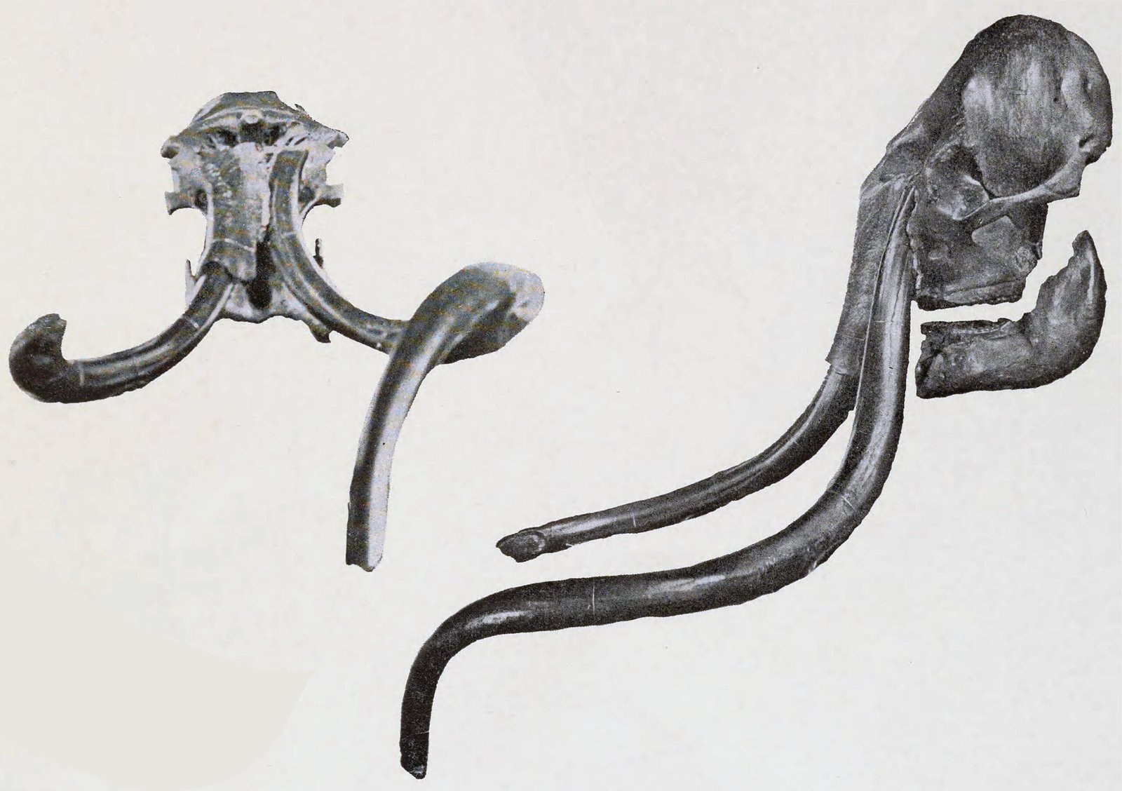 The Tusk That Became a Horn: A Case of Mistaken Identity (image credits: wikimedia)