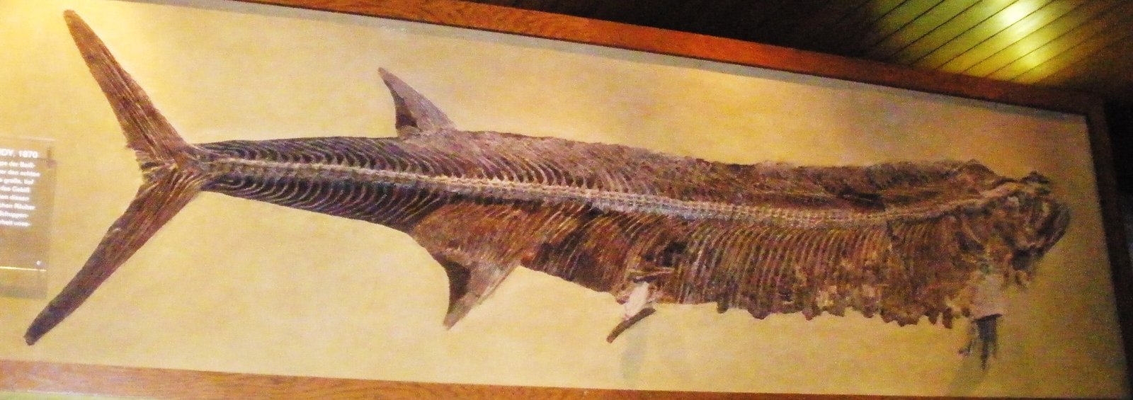 The Bone-Crushing Predators of the Deep (image credits: By Ghedoghedo, CC BY-SA 3.0, https://commons.wikimedia.org/w/index.php?curid=16520712)