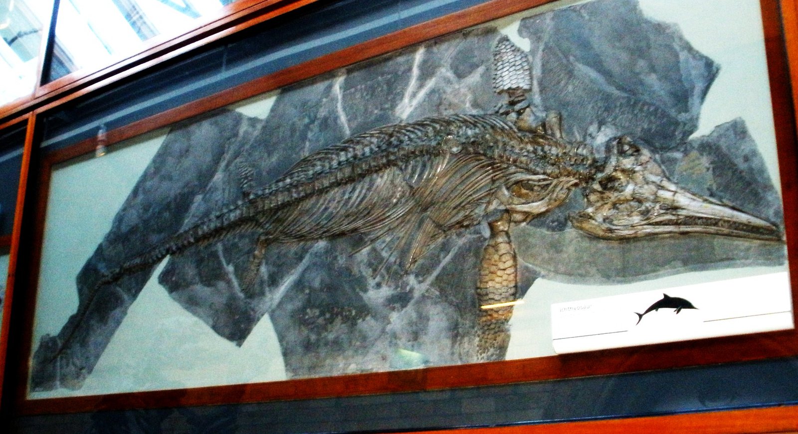 The Evolutionary Arms Race in Ancient Seas (image credits: By Ghedoghedo, CC BY-SA 3.0, https://commons.wikimedia.org/w/index.php?curid=18778404)