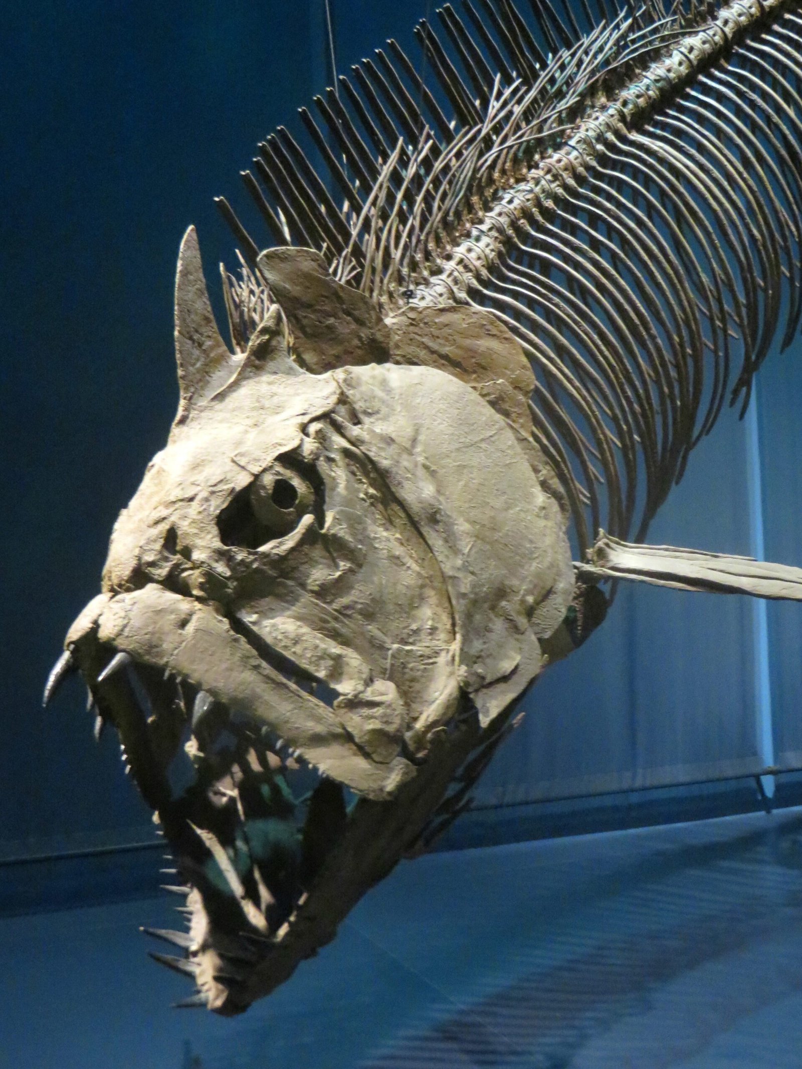 The Whale-Sized Fish That Swam Earth’s Ancient Oceans