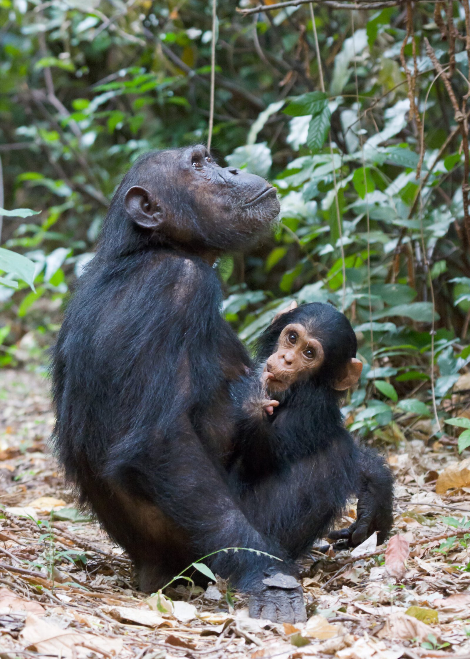 The Disturbing Reality of Infanticide and Its Evolutionary Logic (image credits: wikimedia)