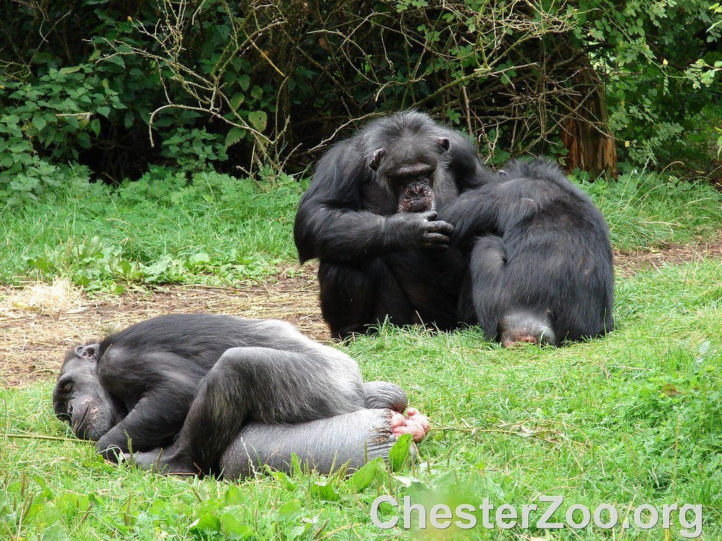 The Impact of Human Encroachment on Wild Populations (image credits: flickr)