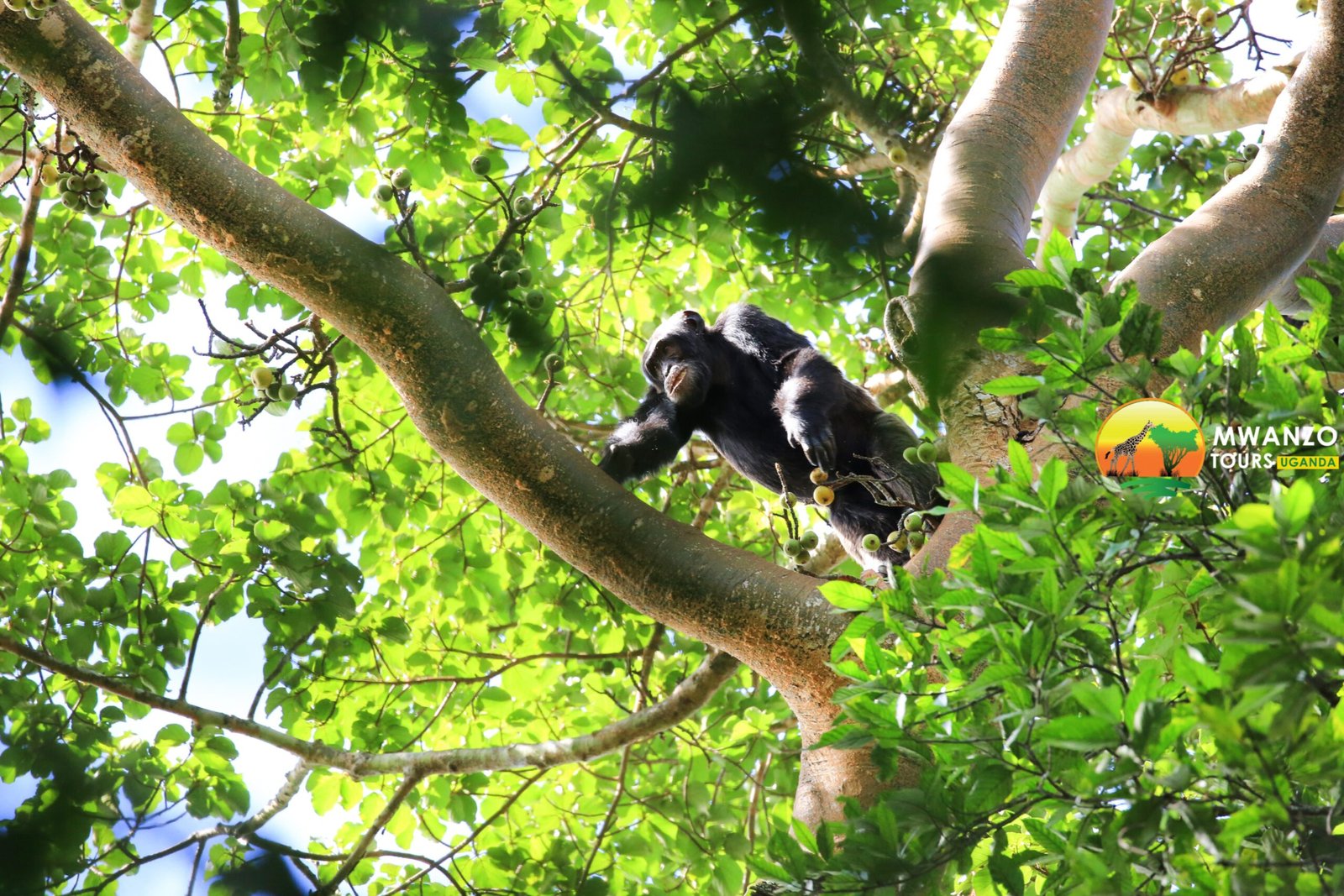 Climate Change: The Invisible Threat (image credits: By Mwanzotoursuganda, CC BY-SA 4.0, https://commons.wikimedia.org/w/index.php?curid=114372377)