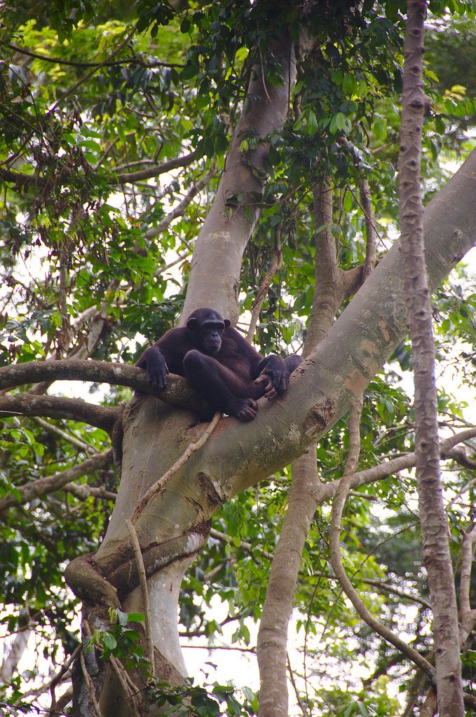 The Economics of Chimpanzee Conservation (image credits: flickr)