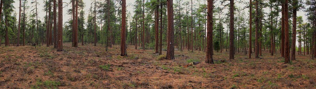 Habitat Restoration: Healing the Wounds (image credits: flickr)