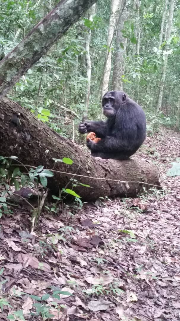 The Ongoing Fight to Protect Chimpanzee Habitats in the Wild