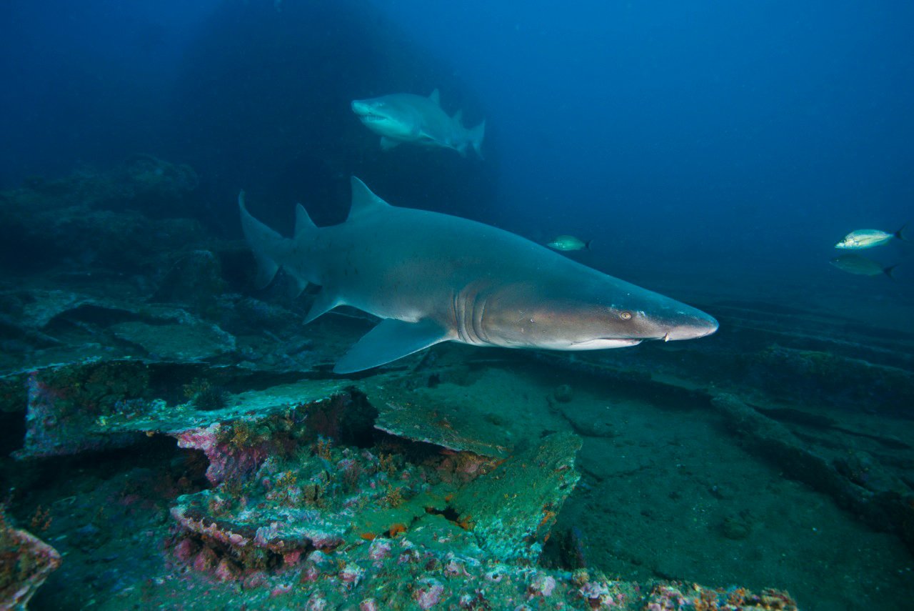 Why Tiger Sharks Are Moving Closer to Hawaiian Shores — The Role of Climate Change