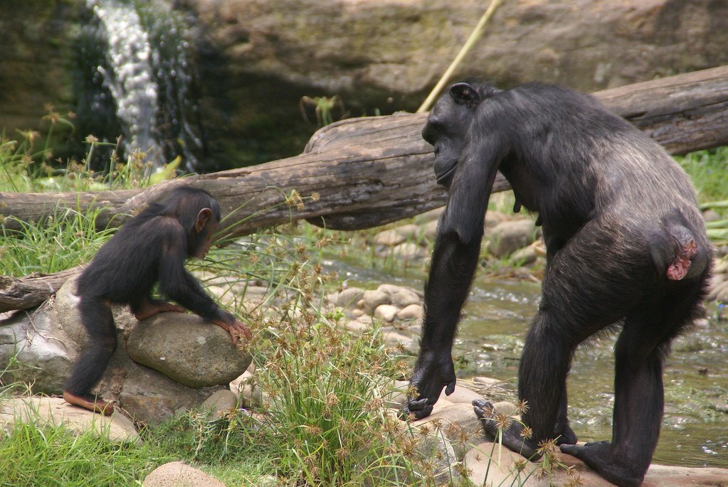 The Maternal Bond (image credits: flickr)