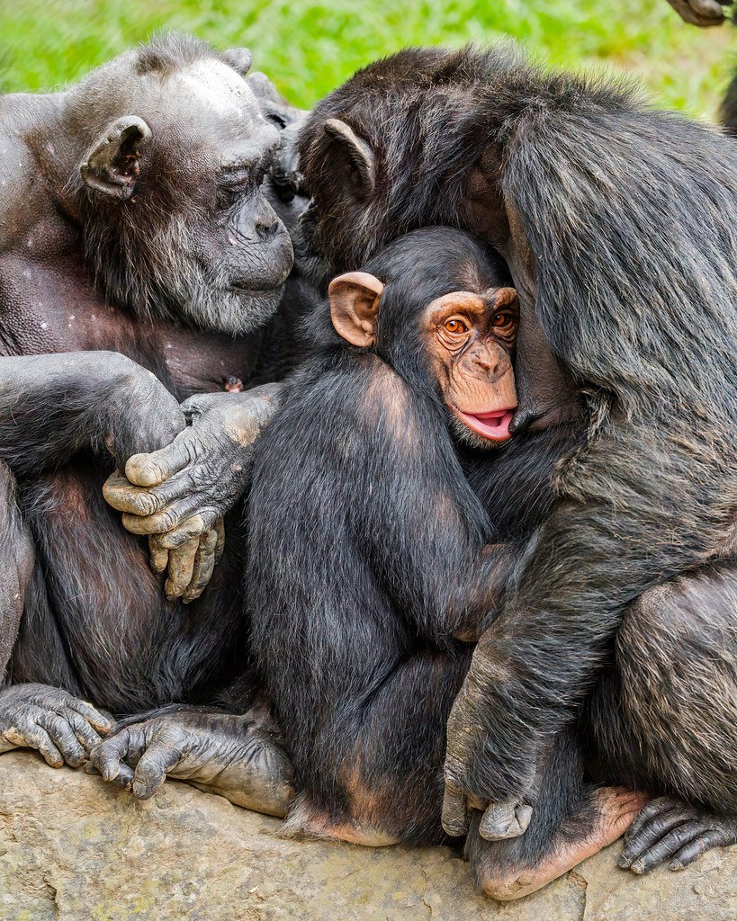 The Healing Touch (image credits: flickr)