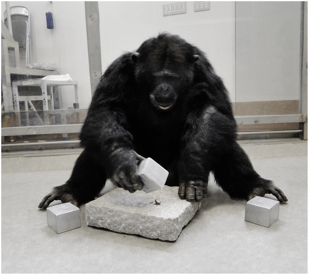 Tool Use, Empathy, and Politics: How Chimpanzees Mirror Us