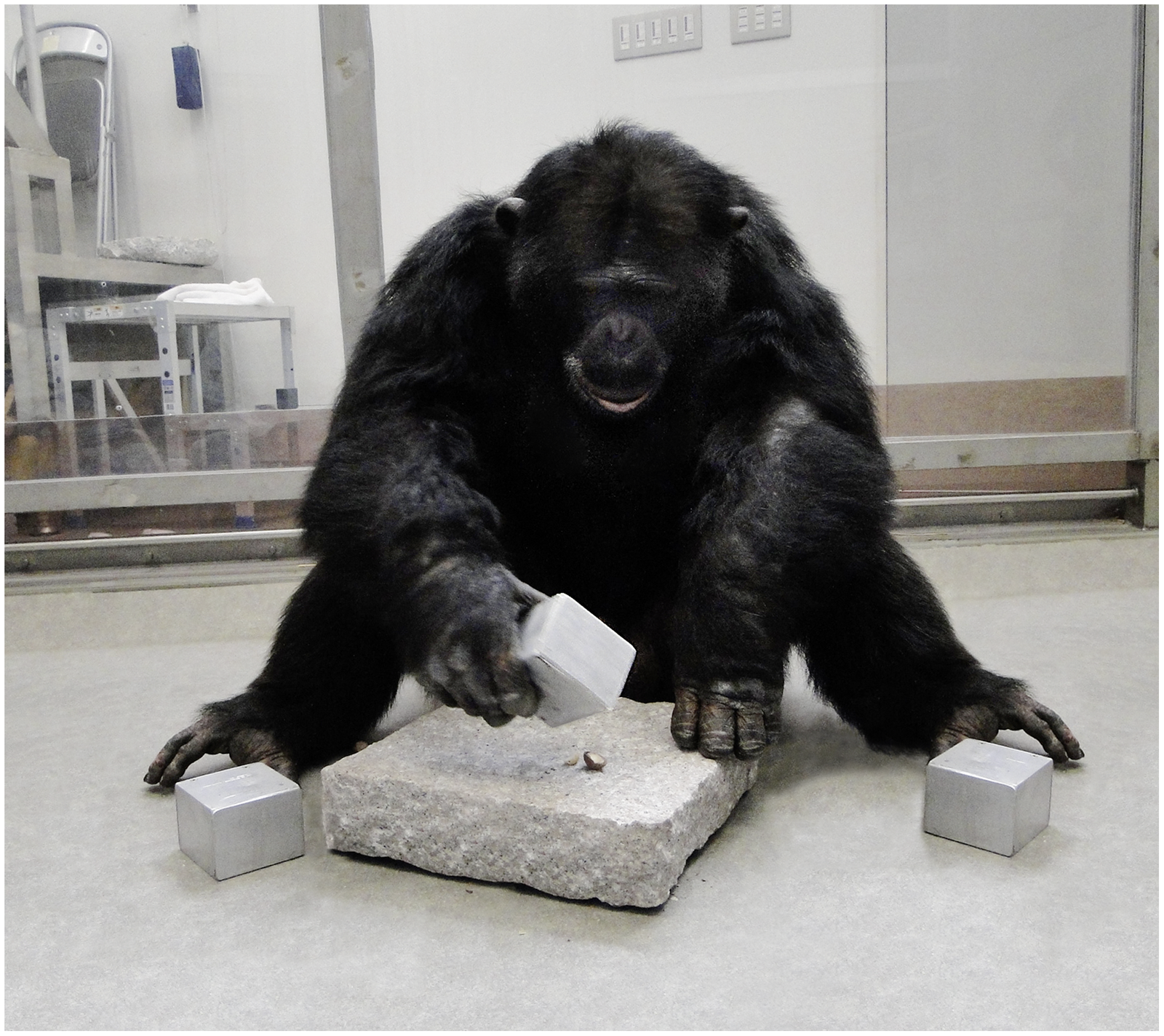 Tool Use, Empathy, and Politics: How Chimpanzees Mirror Us