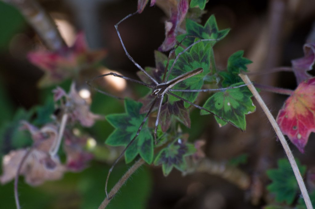 The Gladiator's Arena: Where Net-Casting Spiders Call Home (image credits: flickr)