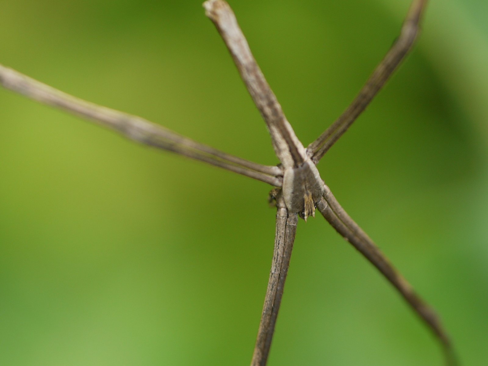 The Strike: Hunting Techniques That Define Precision (image credits: wikimedia)