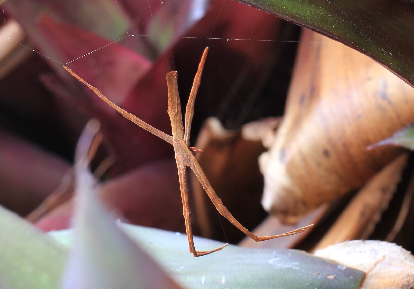 Silk Engineering: The Science of Stretchy Nets (image credits: By Stu's Images, CC BY-SA 3.0, https://commons.wikimedia.org/w/index.php?curid=26131659)
