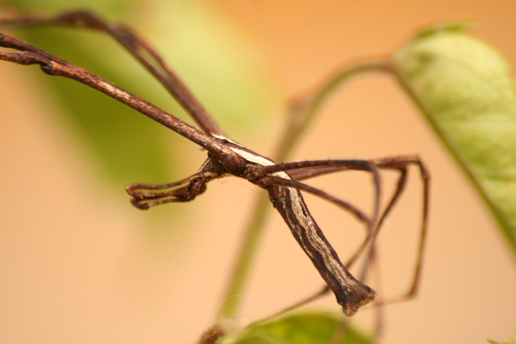 Global Distribution: Where Gladiators Roam (image credits: flickr)