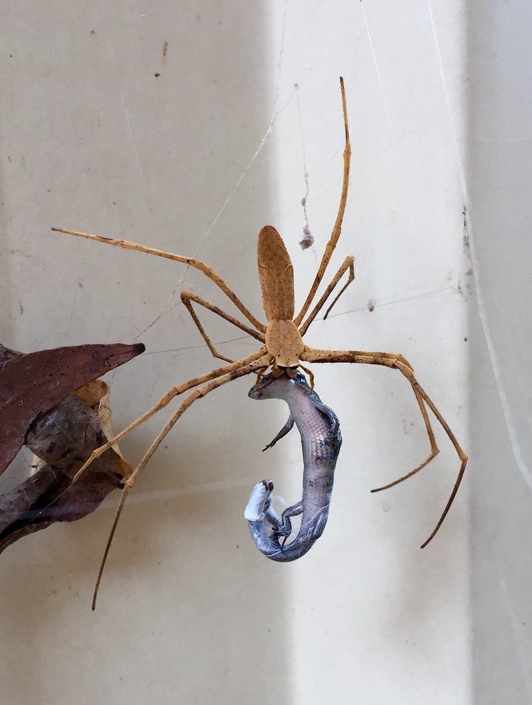 Predators and Threats: What Hunts the Hunters (image credits: flickr)