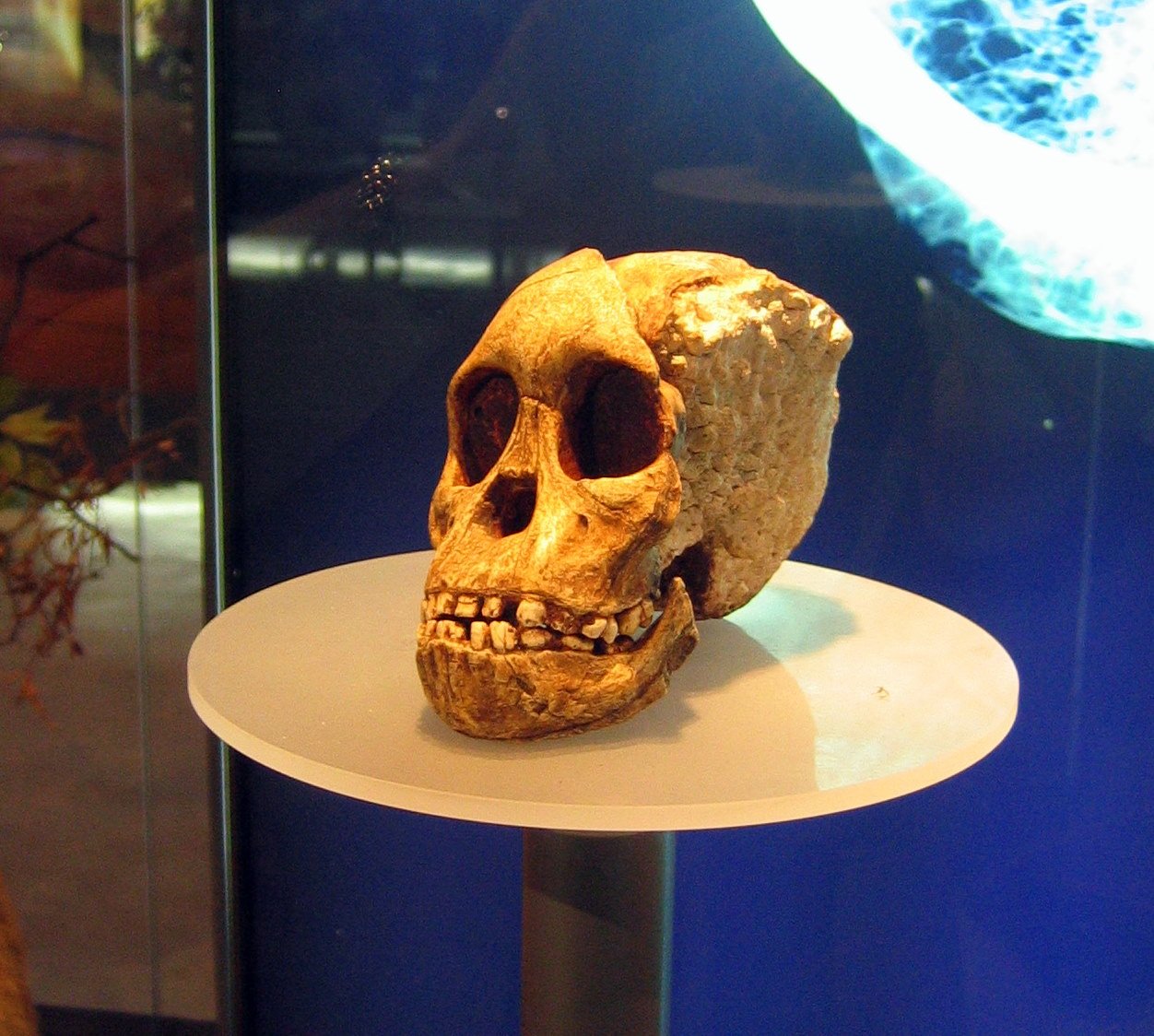 The Taung Child Changes Everything (image credits: By Anrie, CC BY-SA 3.0, https://commons.wikimedia.org/w/index.php?curid=8946688)