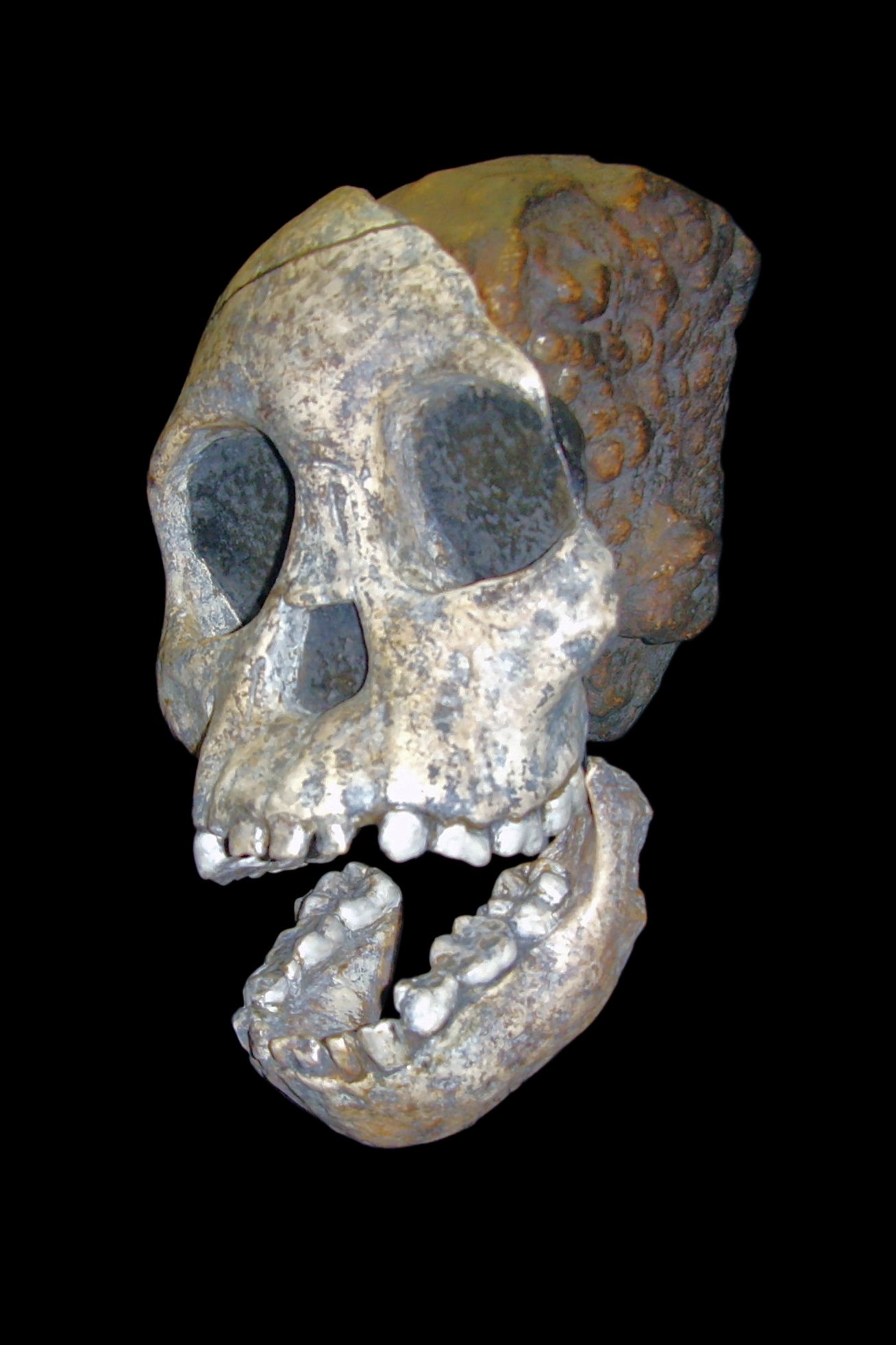 Cultural and Social Implications (image credits: By Gerbil, CC BY-SA 3.0, https://commons.wikimedia.org/w/index.php?curid=8392803)