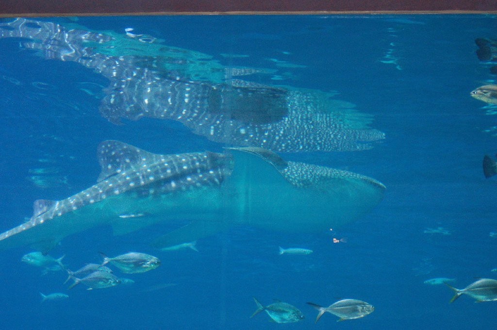 Cross-Species Social Interactions (image credits: flickr)