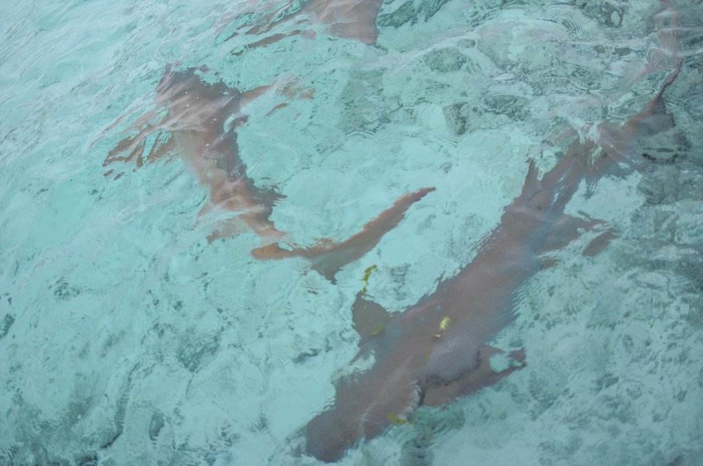 Future Research and Conservation Implications (image credits: flickr)