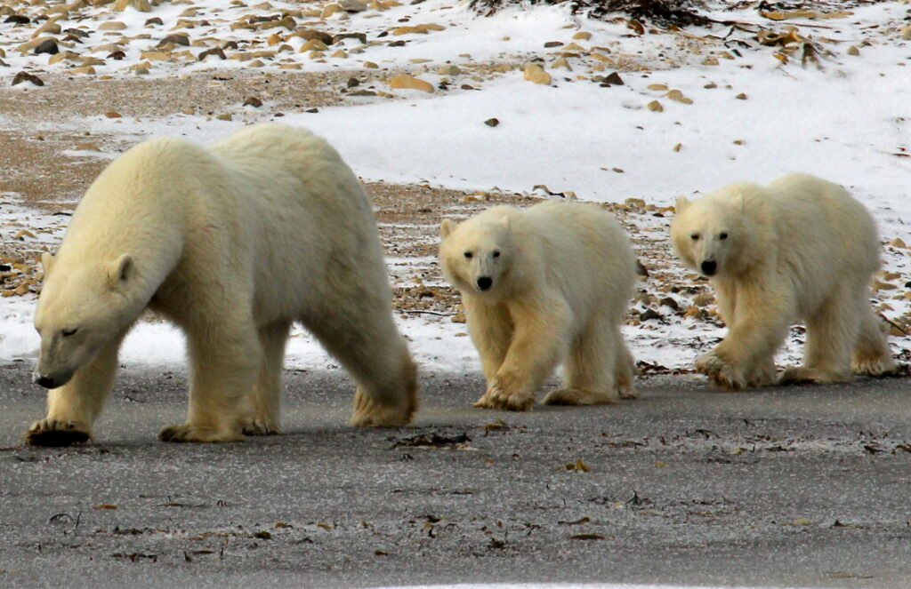 Reproduction and Raising Young