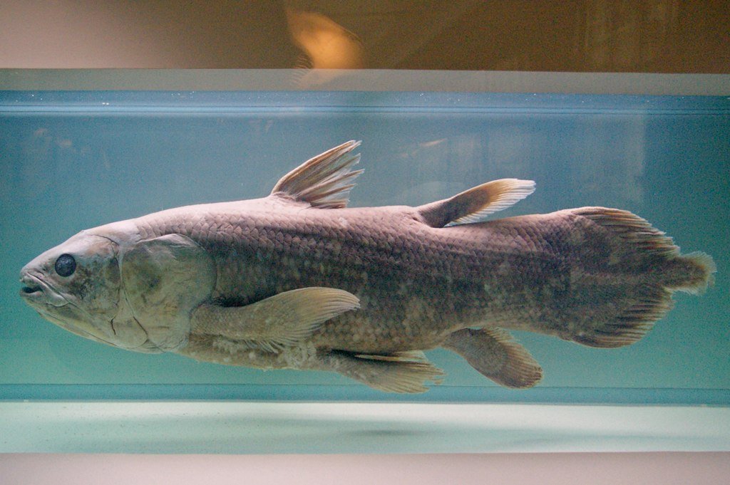 The Coelacanth: The Fish That Time Forgot (image credits: wikimedia)