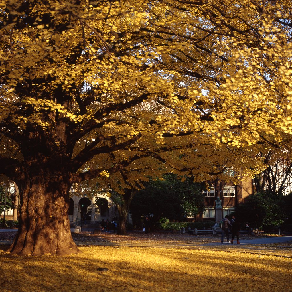 Ginkgo Trees: Ancient Sentinels of Time (image credits: flickr)