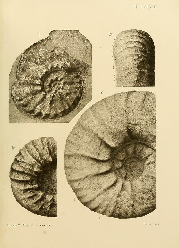 Nautiluses: Spiral Shells Through Deep Time (image credits: flickr)