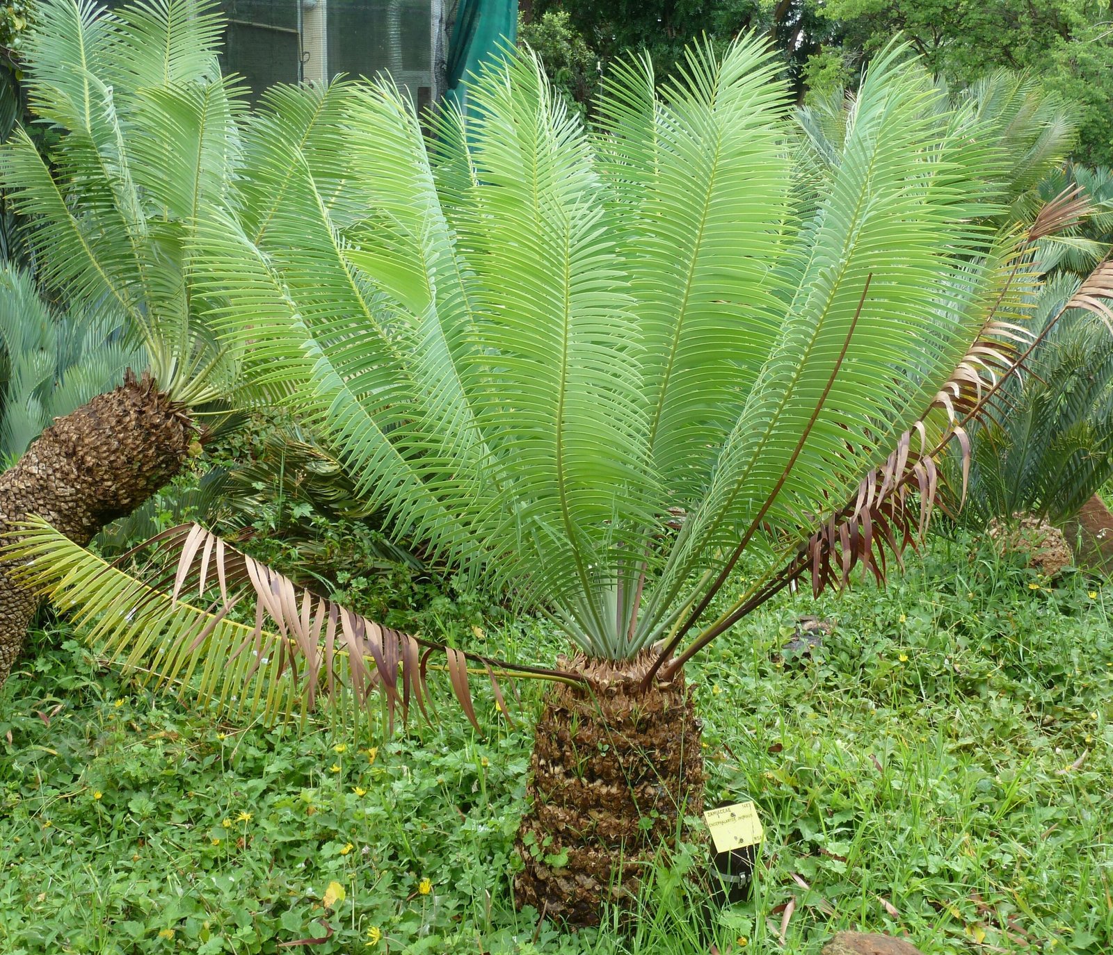 Cycads: Palm-Like Plants from the Dinosaur Age (image credits: wikimedia)