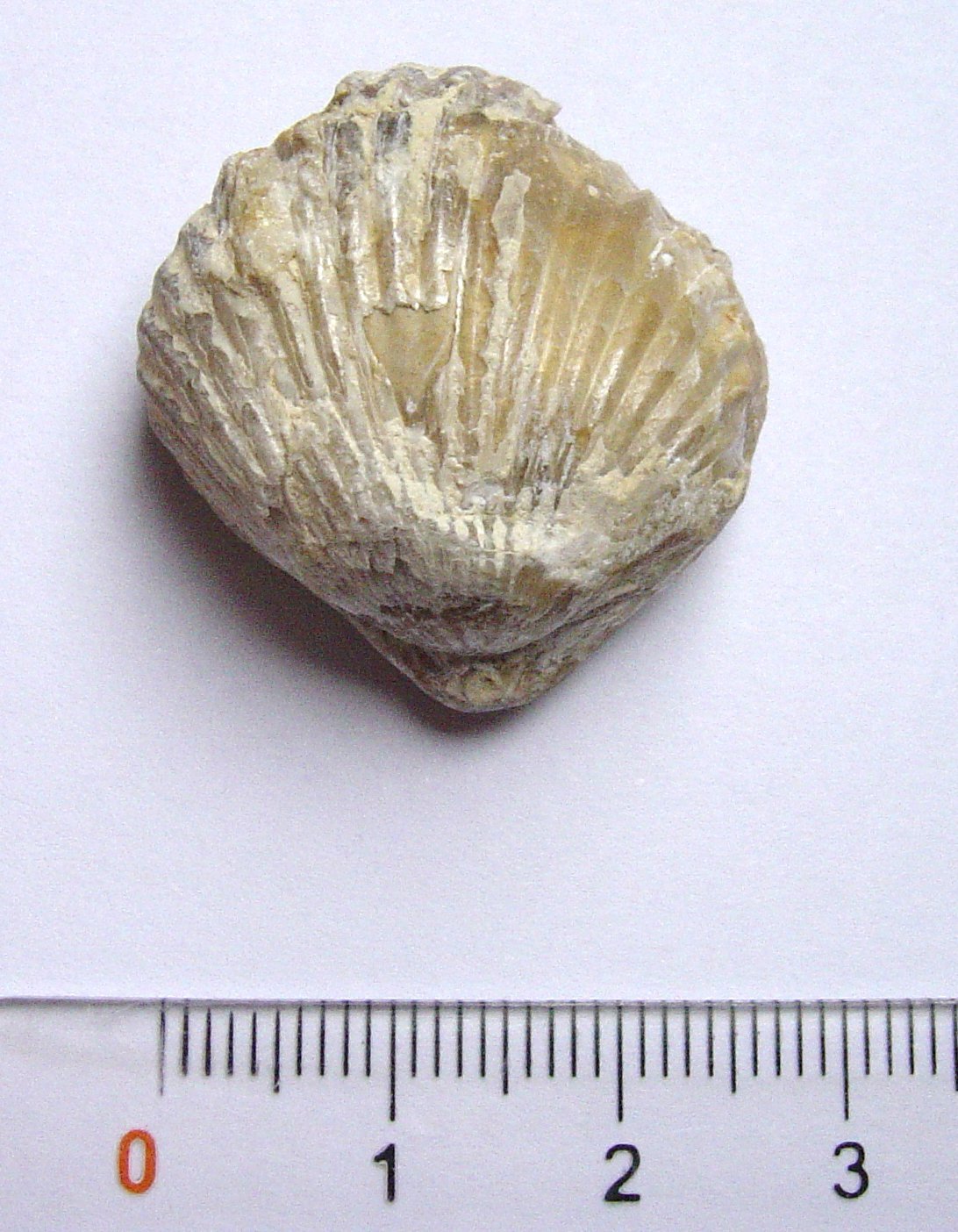 Brachiopods: Filter-Feeders That Refused to Quit (image credits: wikimedia)