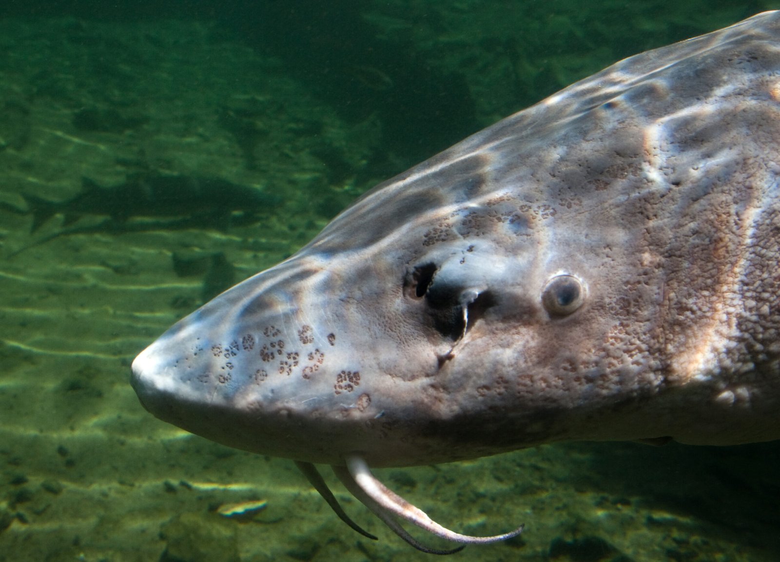 Sturgeon: Ancient Giants of Freshwater (image credits: wikimedia)