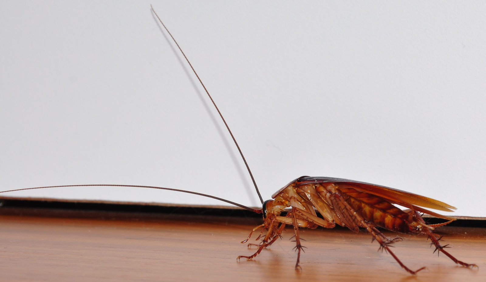 Cockroaches: The Ultimate Adapters (image credits: wikimedia)