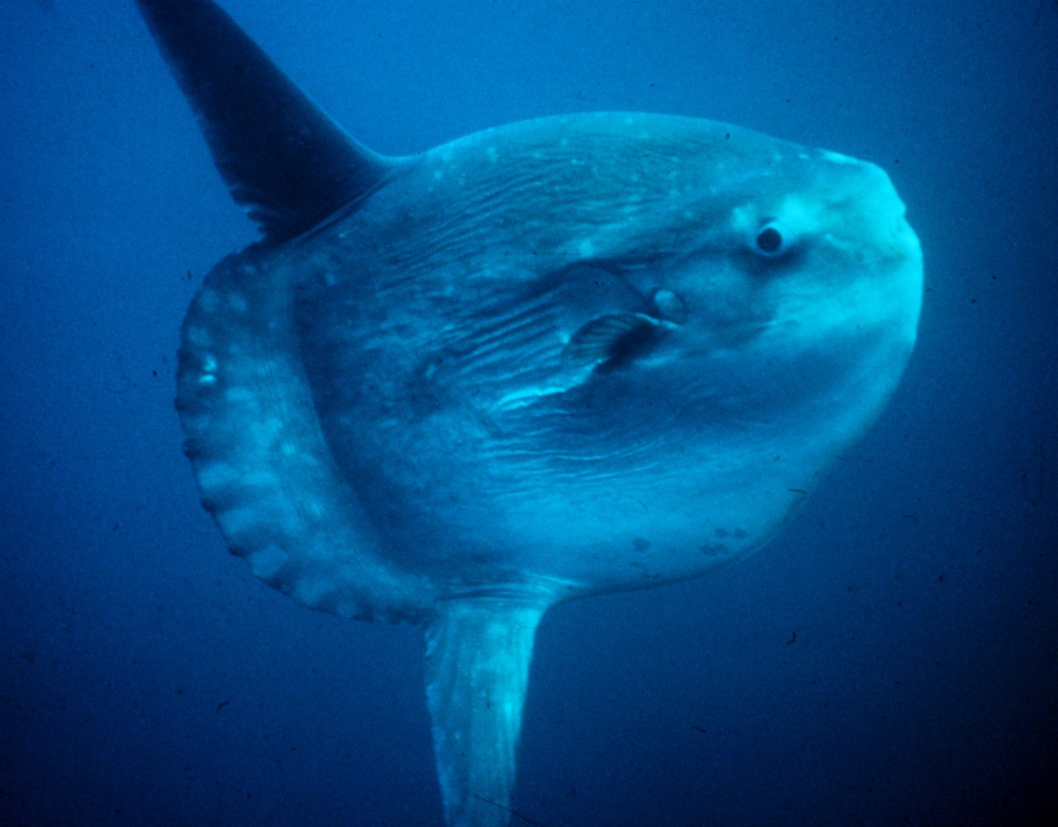 The Floating Pancake of the Ocean (image credits: wikimedia)