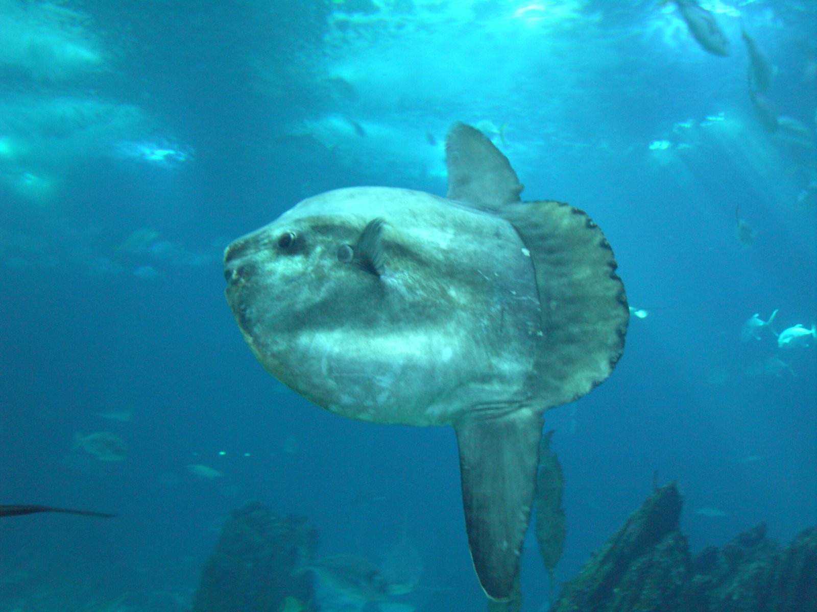 Ancient Swimmers with Modern Mysteries (image credits: wikimedia)