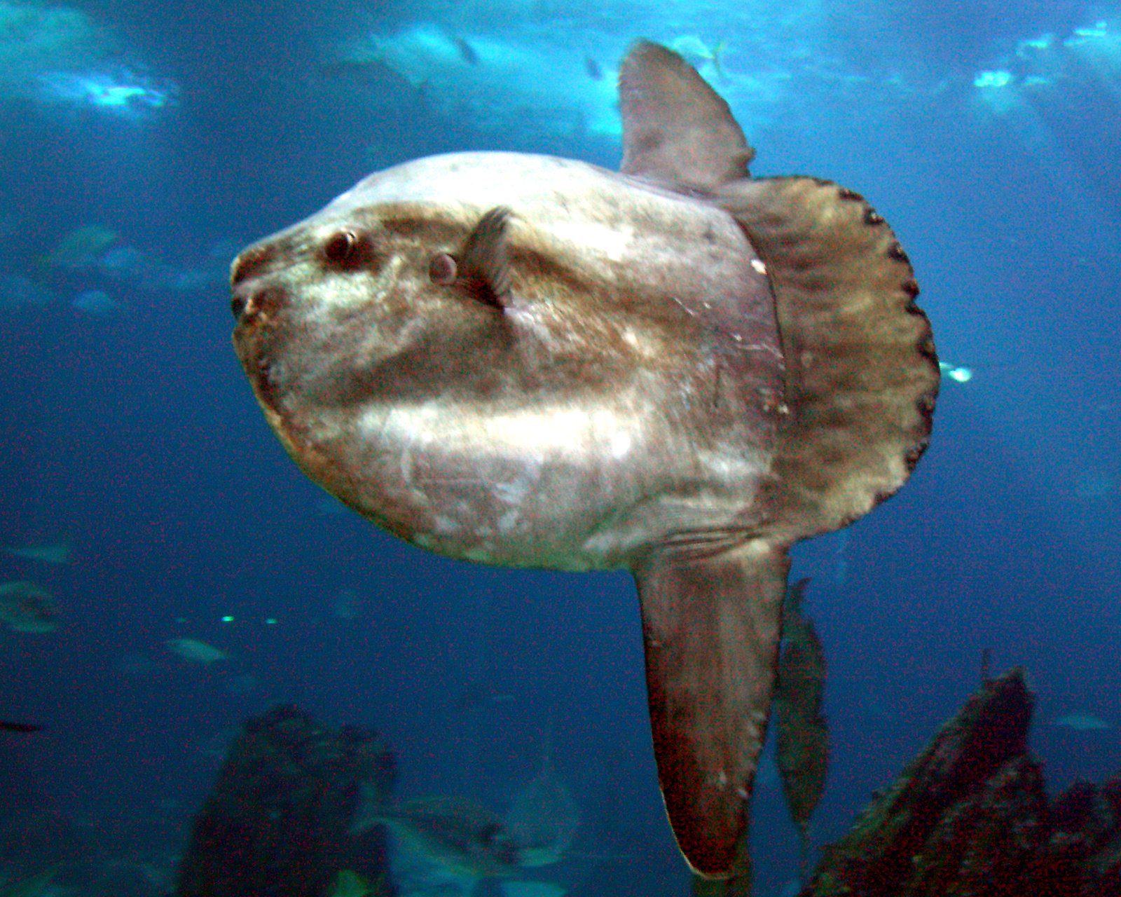 The Great Sunfish Size Paradox (image credits: By Nol Aders, modifications by PaladinWhite, CC BY-SA 3.0, https://commons.wikimedia.org/w/index.php?curid=2093713)