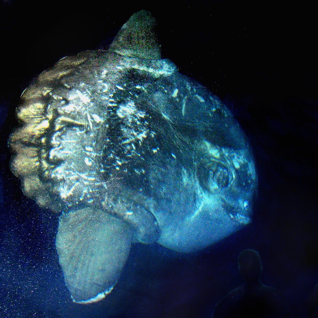 The Jellyfish Specialist Diet (image credits: flickr)
