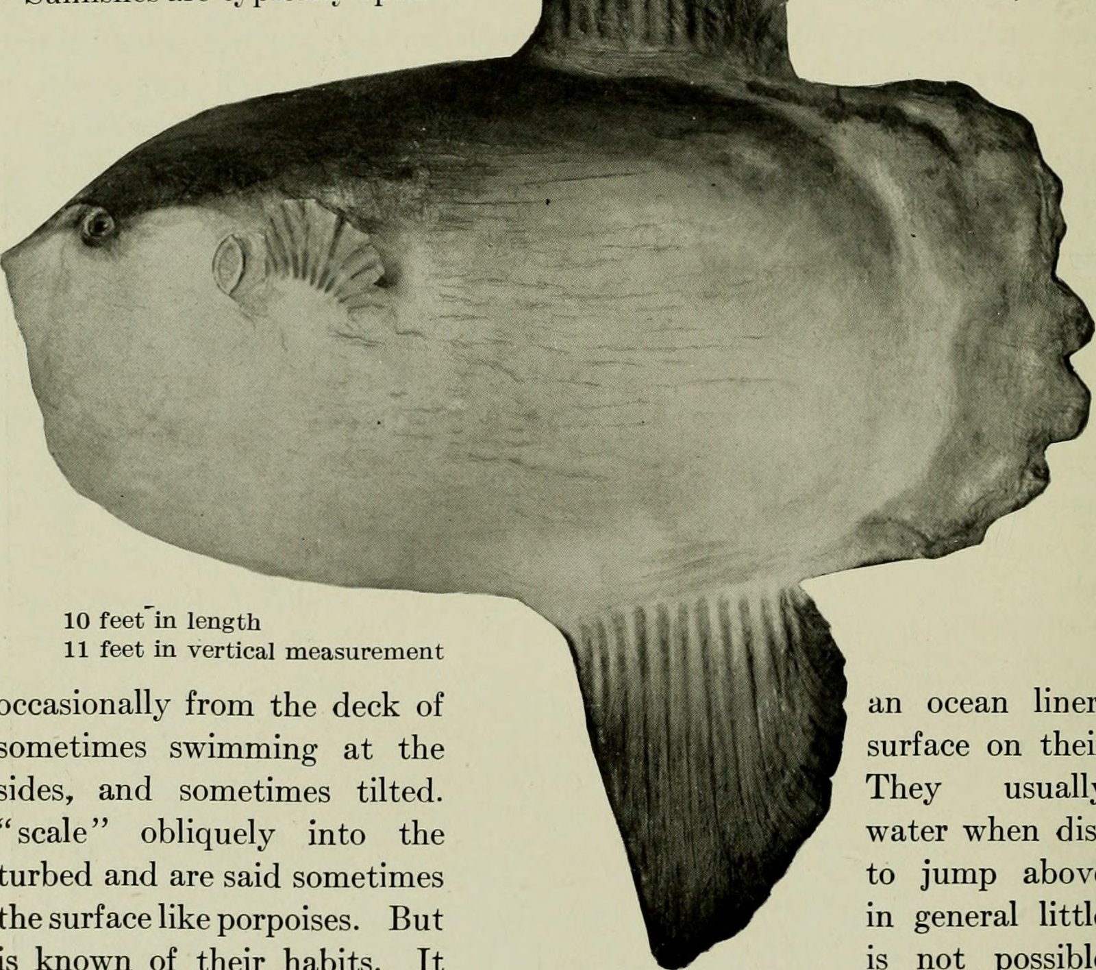 The Myth of the Lazy Swimmer (image credits: wikimedia)