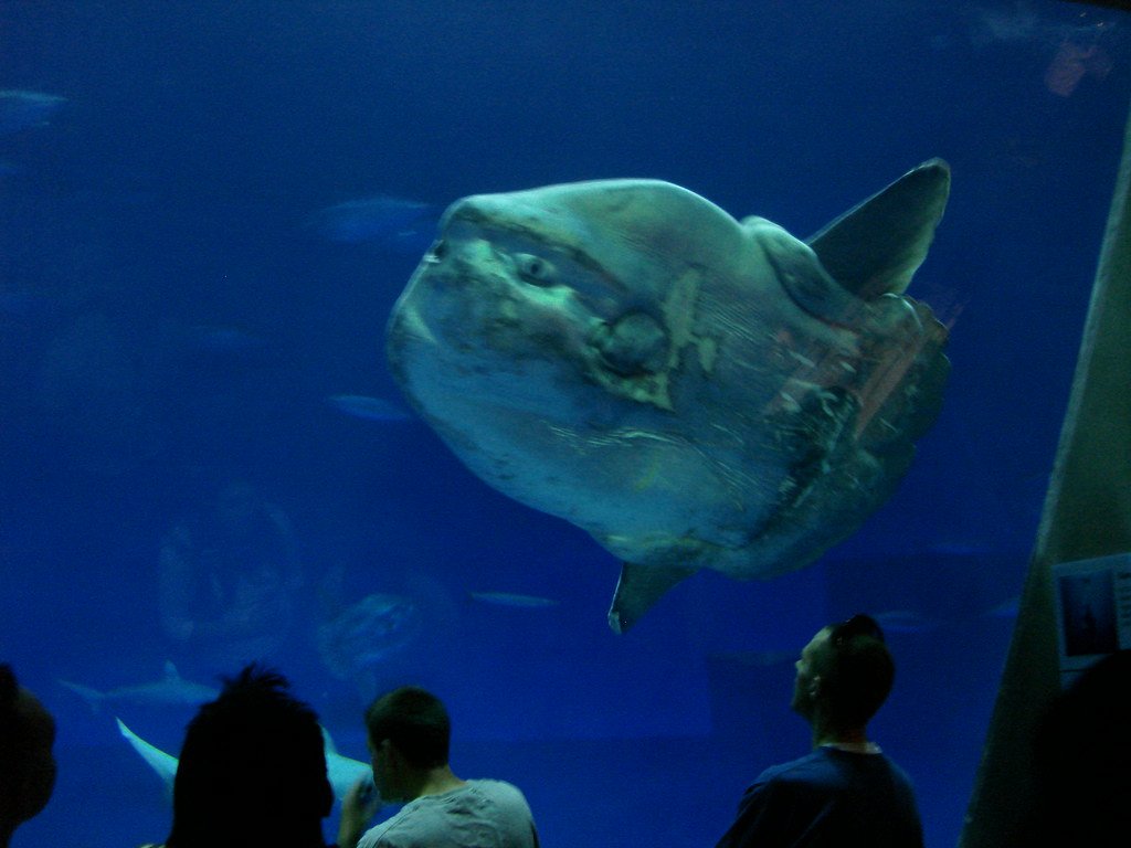 Parasites and Cleaning Stations (image credits: flickr)