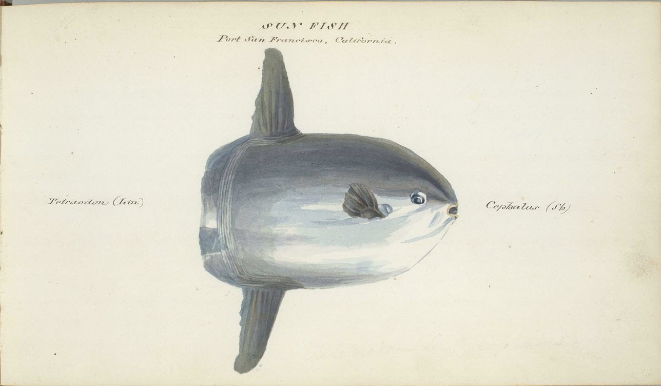 Reproduction Mysteries of the Deep (image credits: wikimedia)