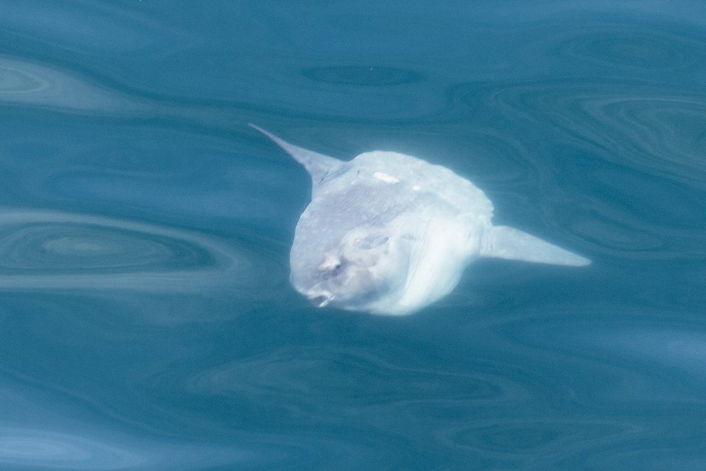 The Physics of Sunfish Swimming (image credits: flickr)