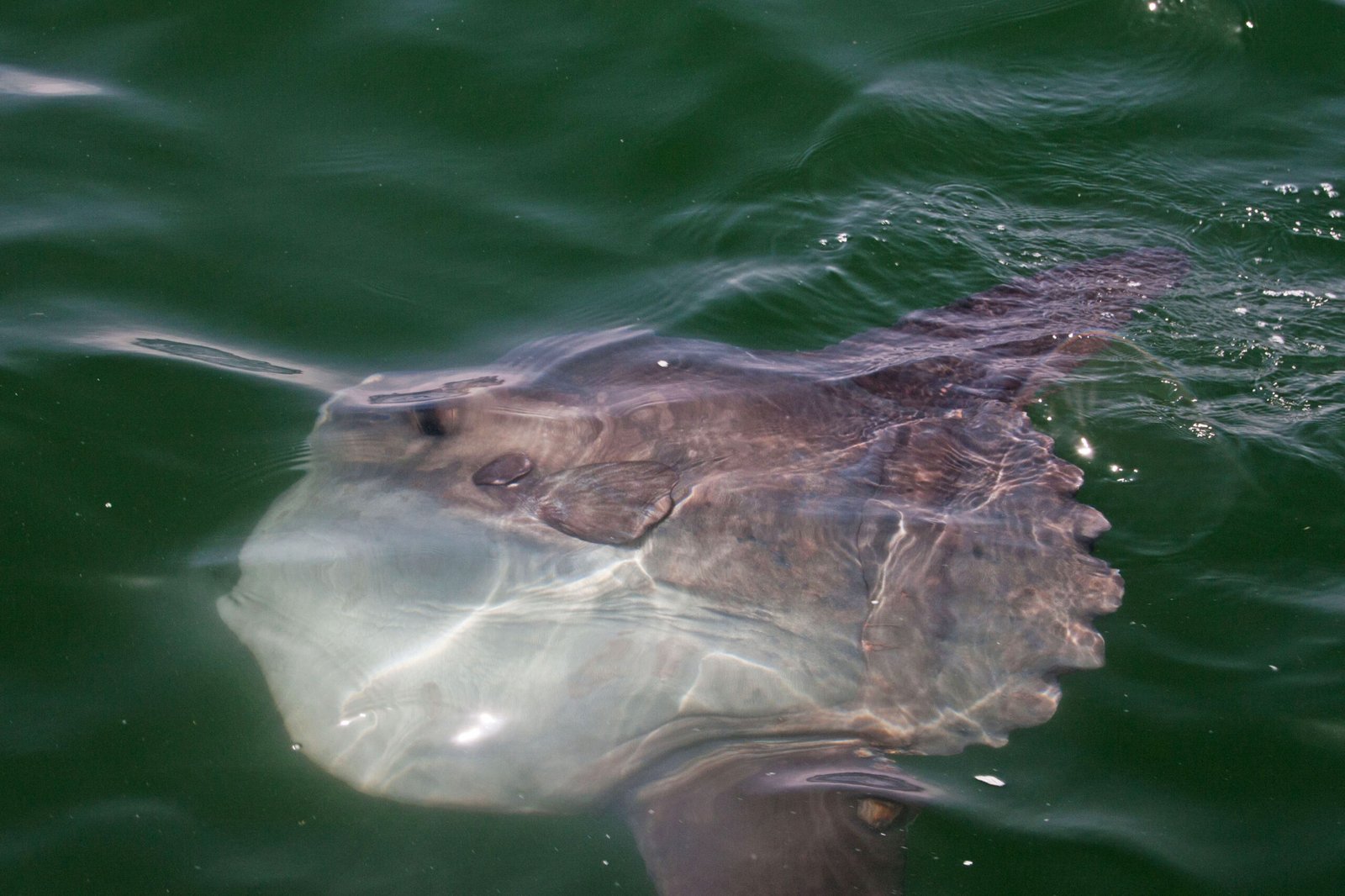 Climate Change and Sunfish Populations (image credits: By H.-U. Küenle, CC BY-SA 4.0, https://commons.wikimedia.org/w/index.php?curid=103579648)